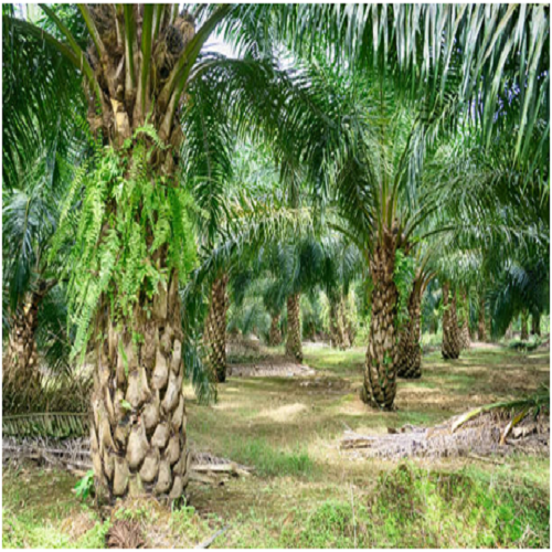 AGRO VS TRADITIONAL